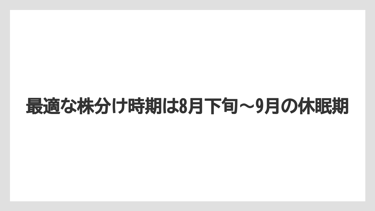 【ニンニク】【栽培】【肥料】【農業】最適な株分け時期は8月下旬〜9月の休眠期
