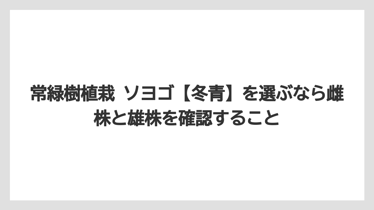 【バラ】【栽培】【猫】常緑樹植栽 ソヨゴ【冬青】を選ぶなら雌株と雄株を確認すること