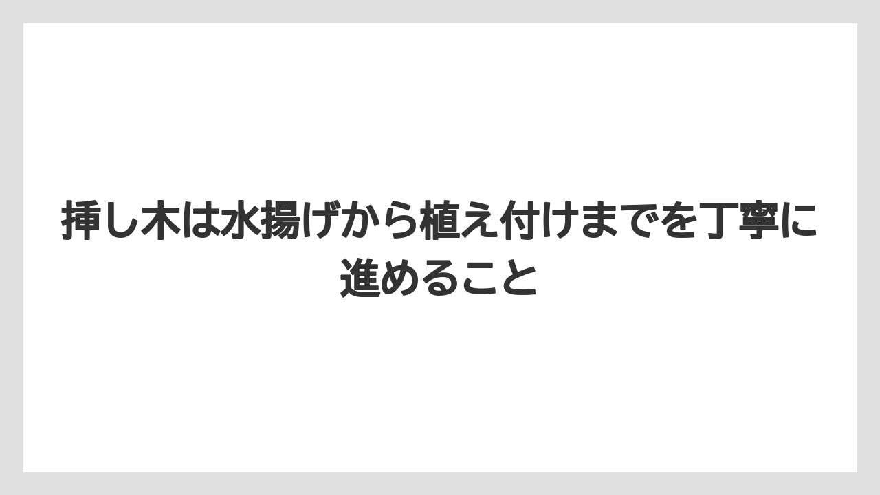 【バラ】【ミモザ】【栽培】【肥料】挿し木は水揚げから植え付けまでを丁寧に進めること