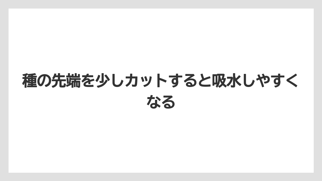 【ゴーヤ】【栽培】【農業】種の先端を少しカットすると吸水しやすくなる