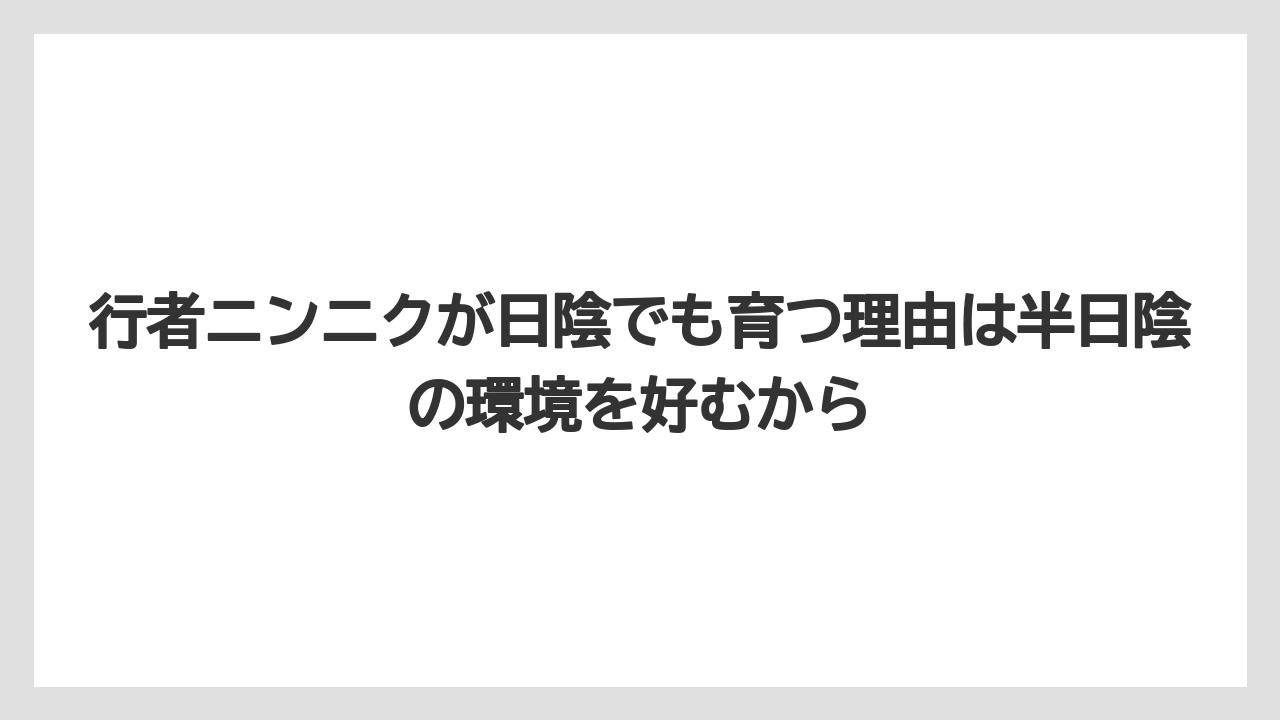 【ニンニク】【栽培】【肥料】【農業】行者ニンニクが日陰でも育つ理由は半日陰の環境を好むから