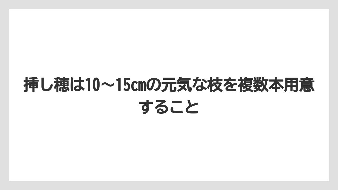 【バラ】【ミモザ】【栽培】【肥料】挿し穂は10〜15cmの元気な枝を複数本用意すること