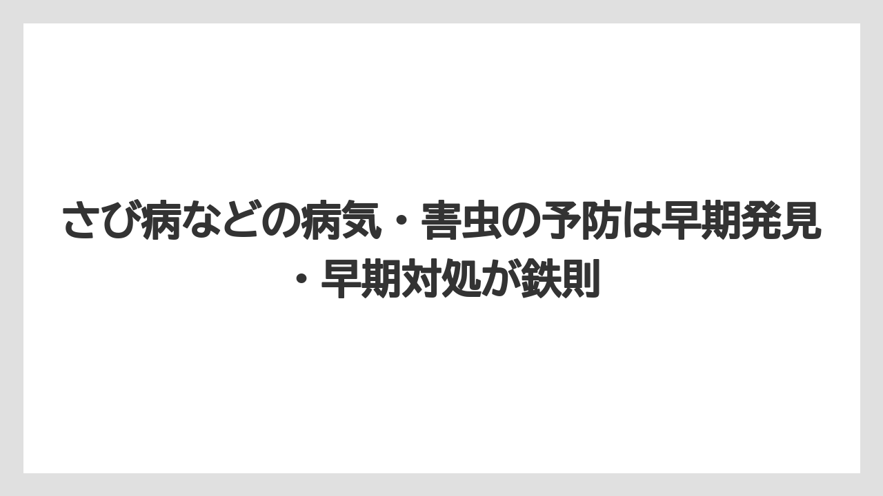 【ニンニク】【栽培】【肥料】【農業】さび病などの病気・害虫の予防は早期発見・早期対処が鉄則